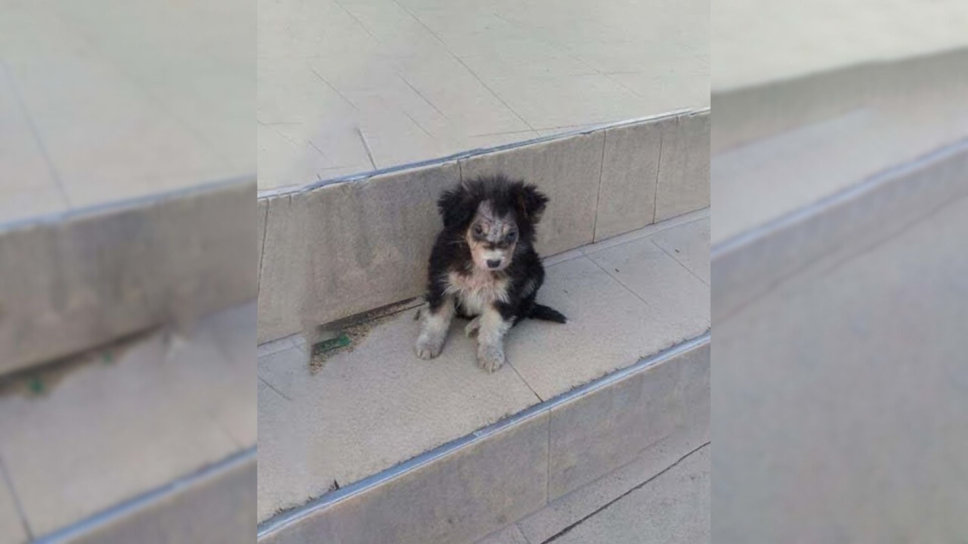 Tiny Abandoned Pup Desperately Begs People For Help In Front Of Supermarket