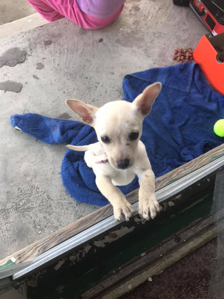 puppy standing on two legs