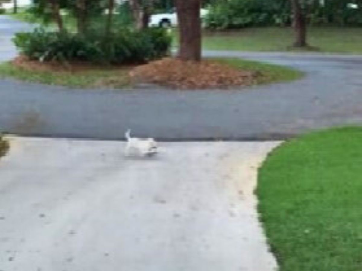 puppy struggling in the yard