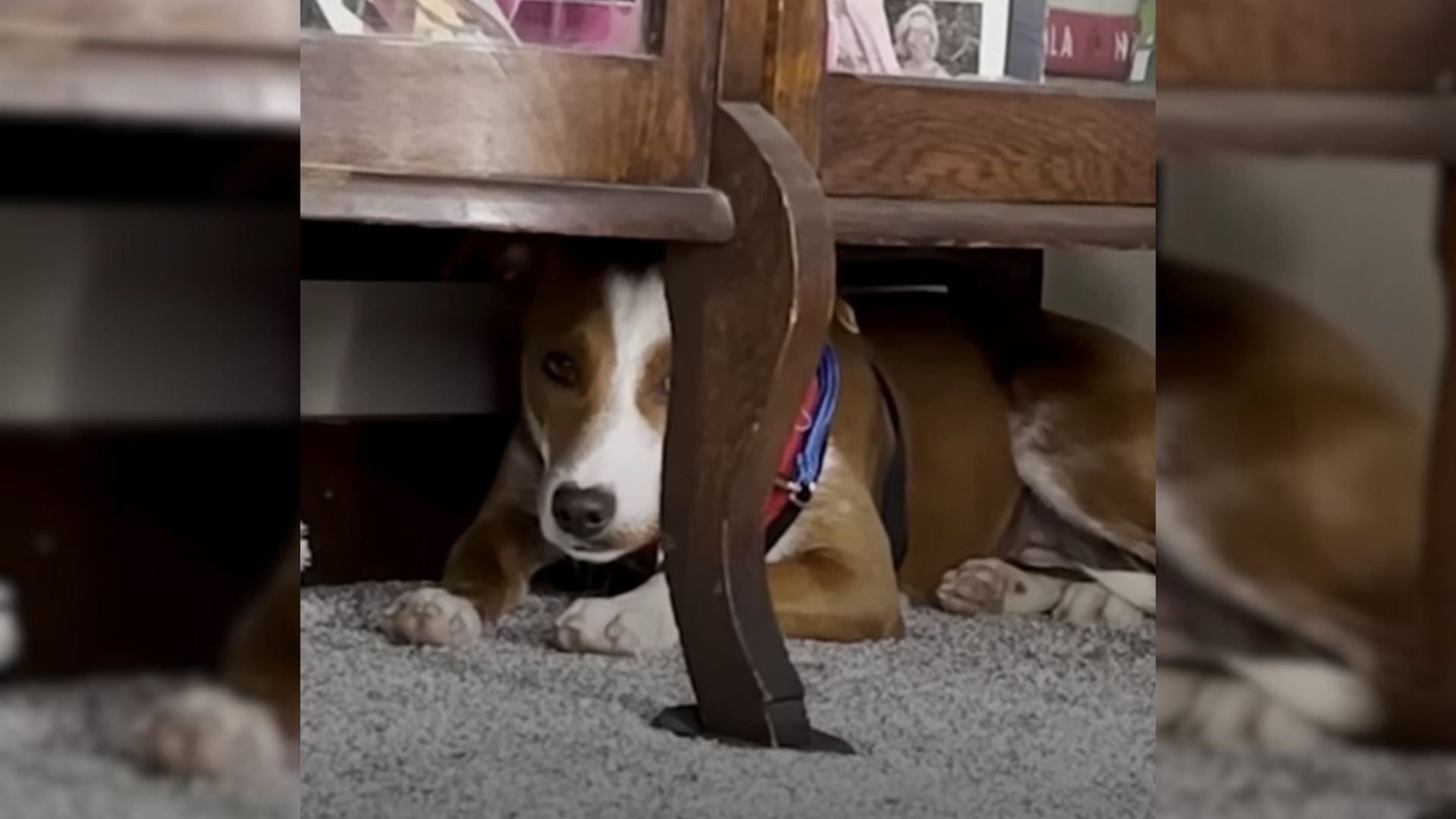 Puppy Was Terrified Of Her New Mom And Dad Until Everything Changed One Day