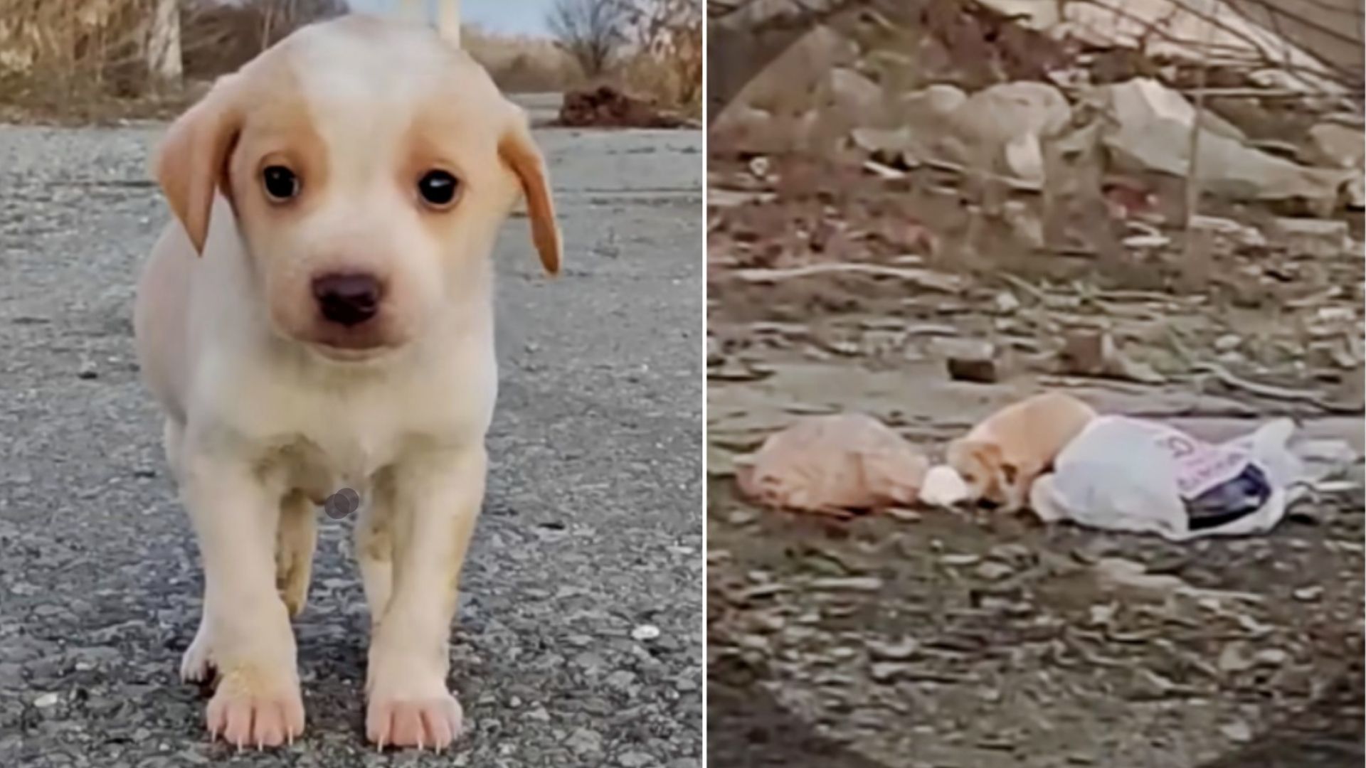 Rescuers Shocked To Discover A Puppy Living ALone In A Pile Of Trash