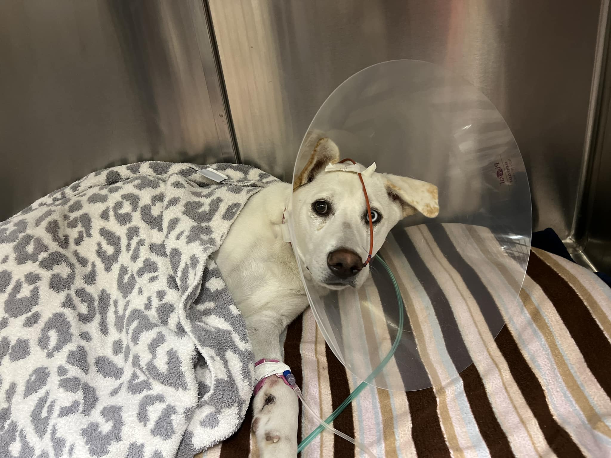 puppy with a cone and covered with blanket lying