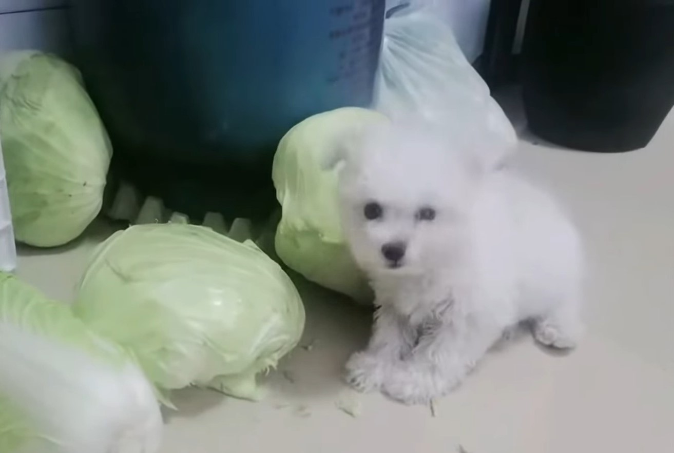 puppy with cabbage