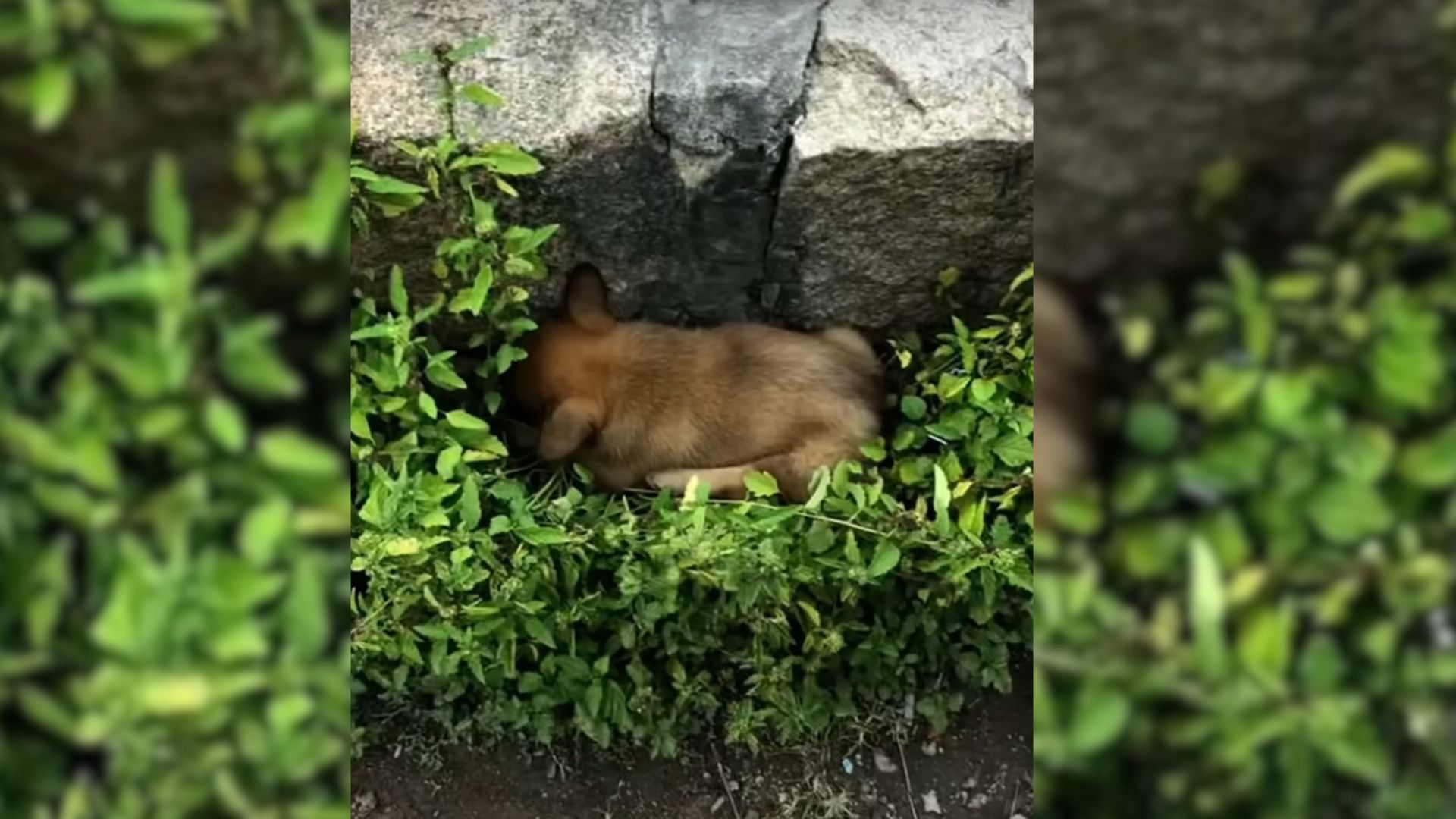 Paralyzed Puppy Lying In On The Side Of A Dangerous Road Leaves Rescuers Shocked