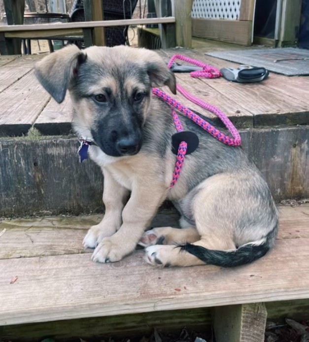 puppy with pink leash