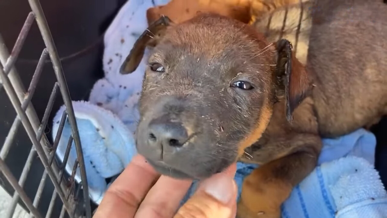 puppy with tearful eyes