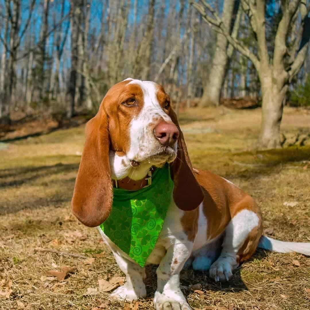 red and white basset hound