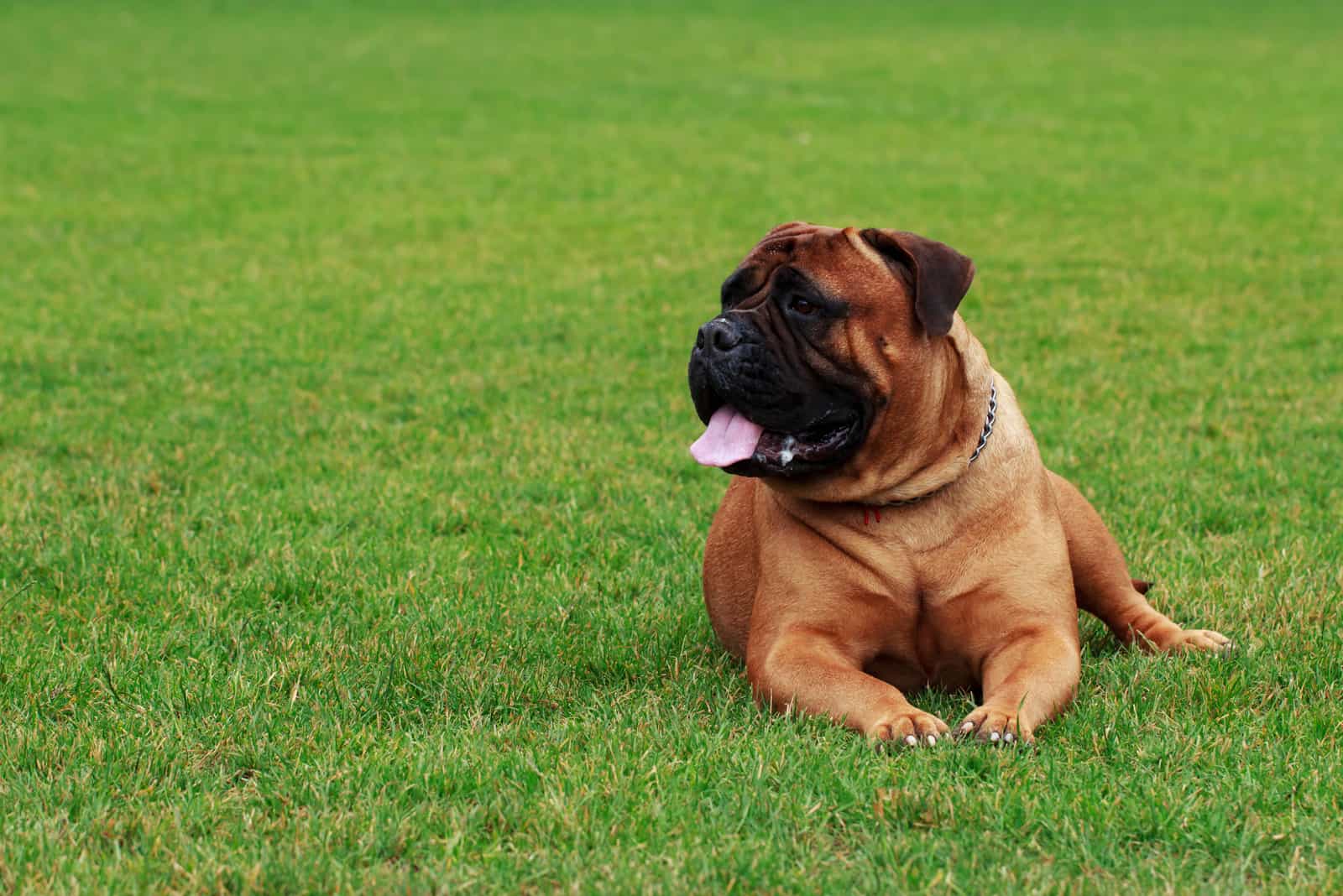 Bullmastiff on a green grass