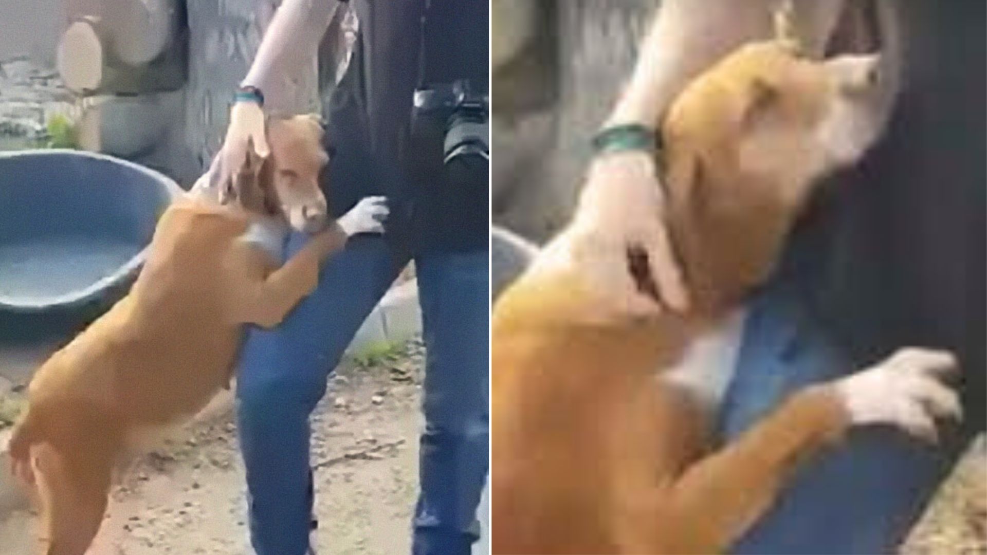 This Sweet Dog Noticed A Journalist And Immediately Rushed To Give Him A Big Hug