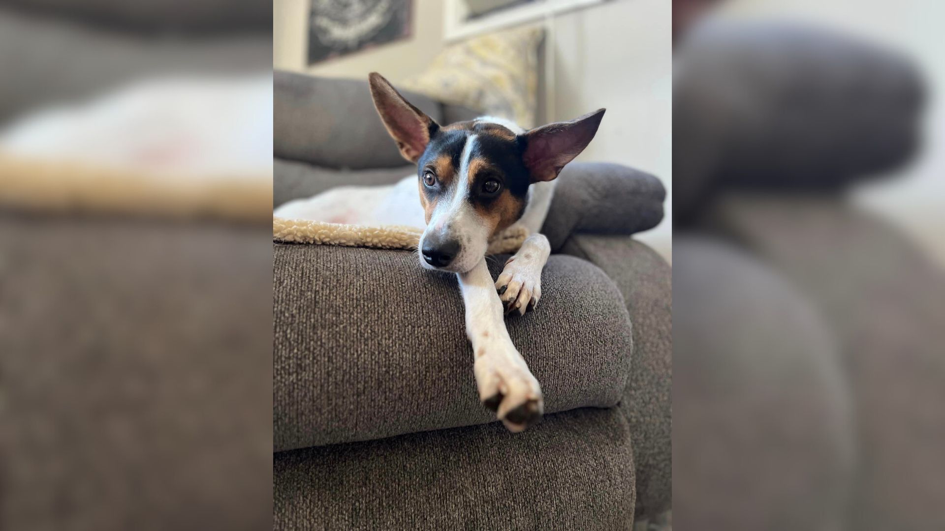 Rescue Dog Couldn’t Contain Excitement When He Got Into The Arms Of His New Family