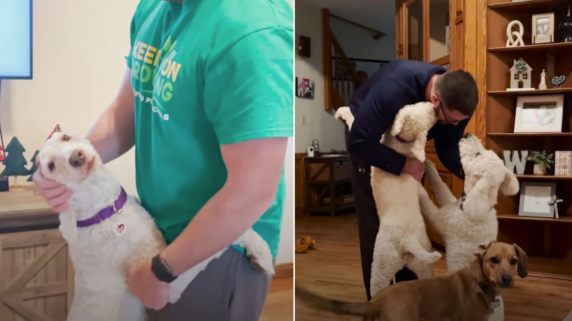 Rescue Poodle Just Loves Hugging People After She Was Saved By Her Amazing Rescuers