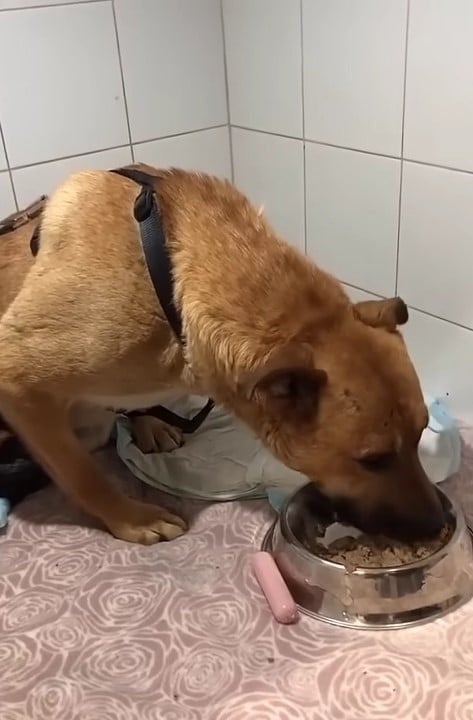 rescued dog eating