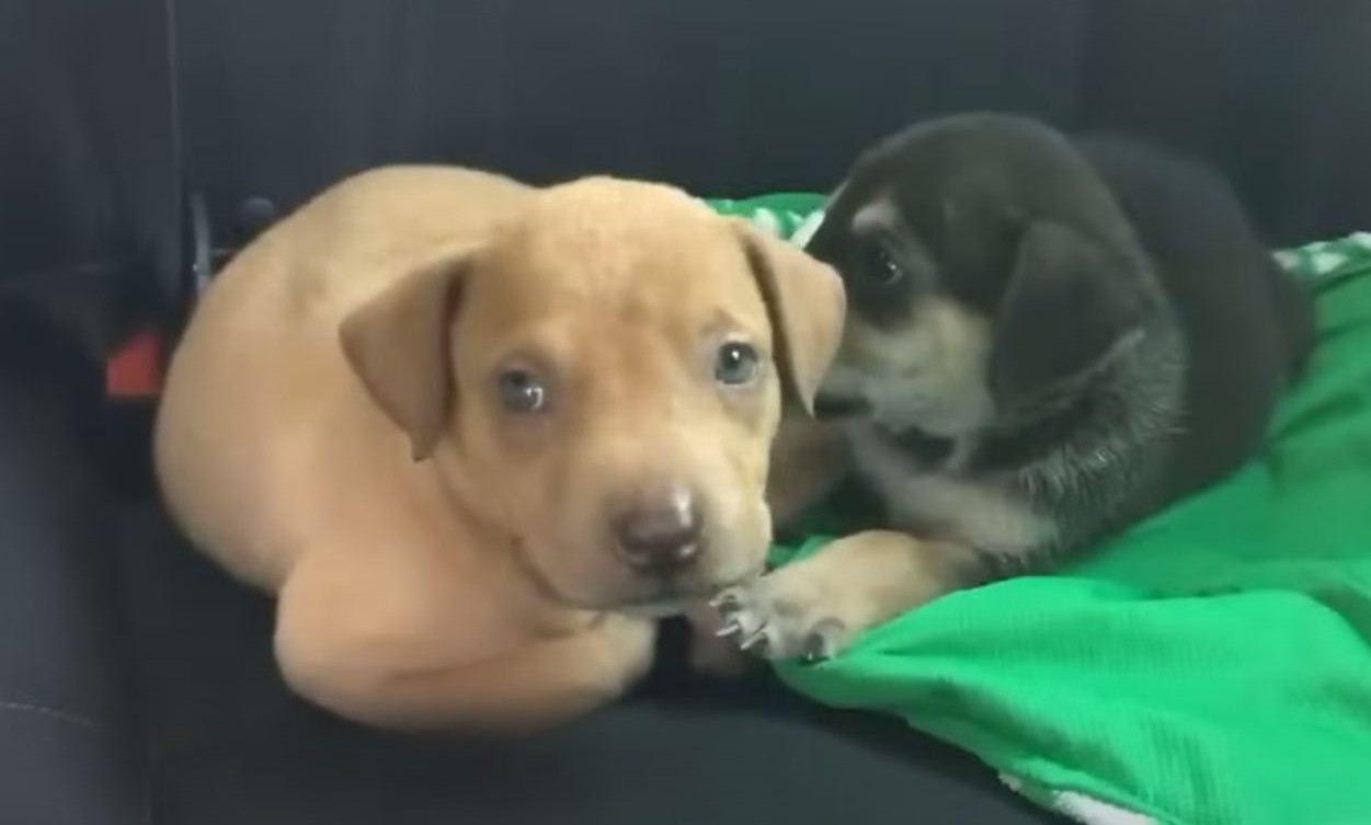 rescued puppies