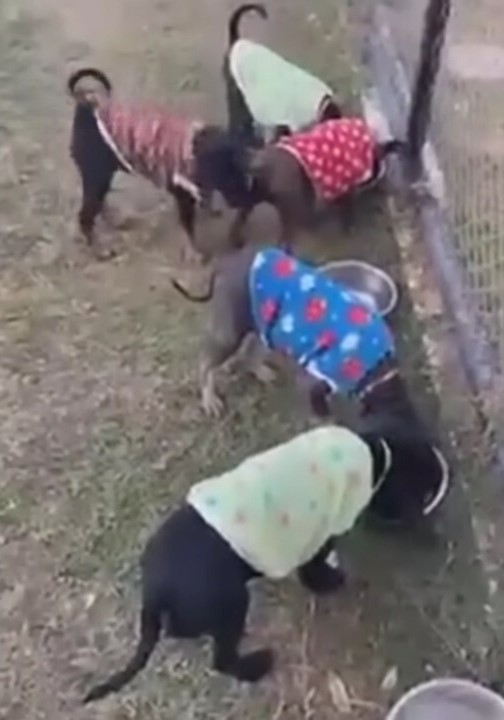 rescued puppies eating in the yard