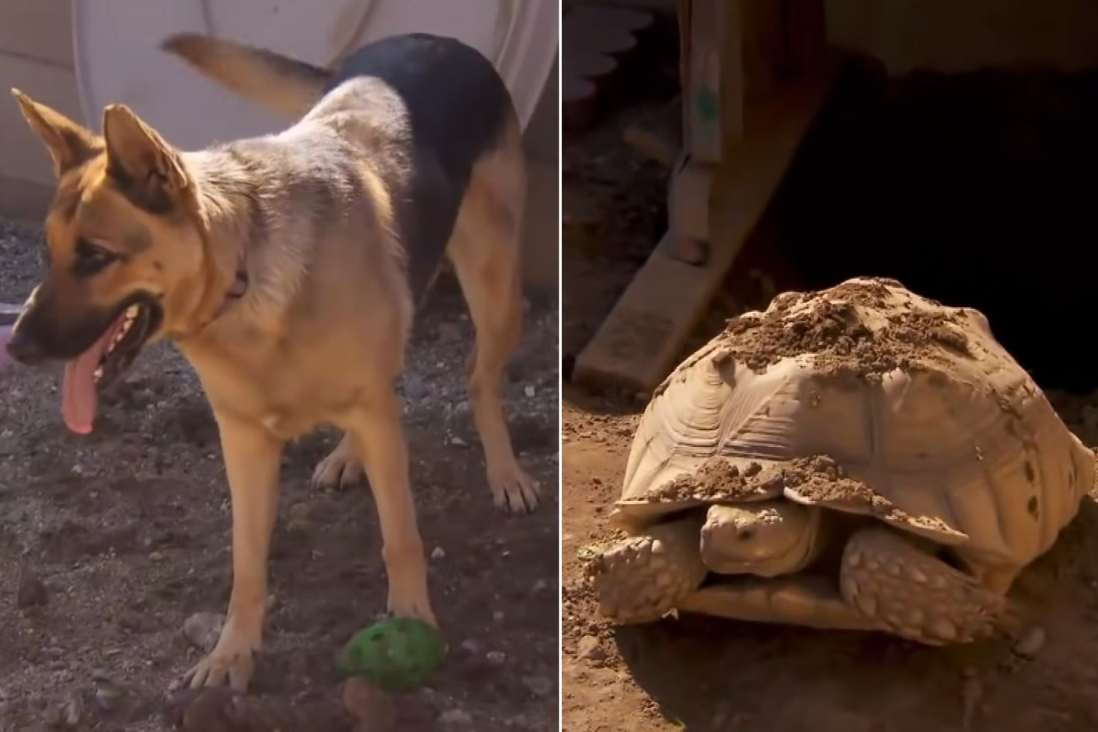 rescued turtle and German shepherd