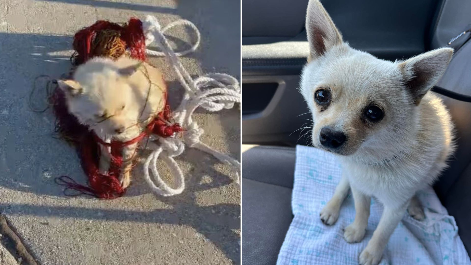 Rescuer Jumped Into A Canal In Order To Save A Little Skittish Pup Who Had No Idea How To Get Out