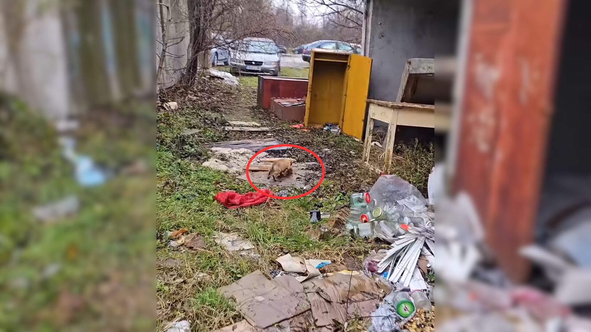 Rescuer Finds Lost Dog In A Shocking Place After Searching For Her For Two Days