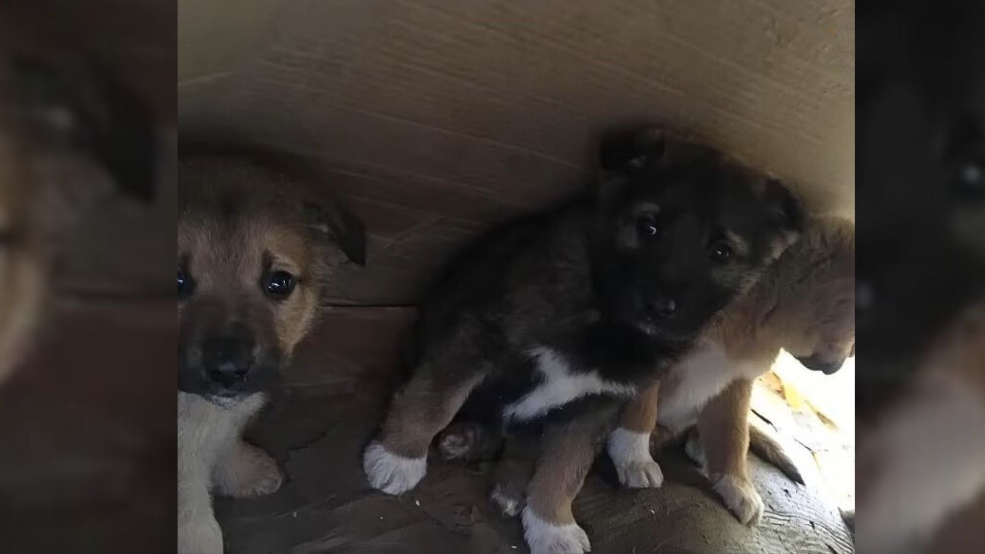 Heartbroken Rescuer Stumbles Upon Abandoned Hungry Puppies Deep In The Woods