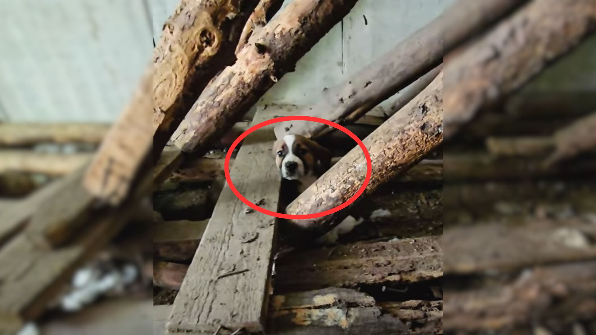 Rescuer Was Revealed When He Saw A Little Tail Wagging Form Underneath An Abandoned Stairwell