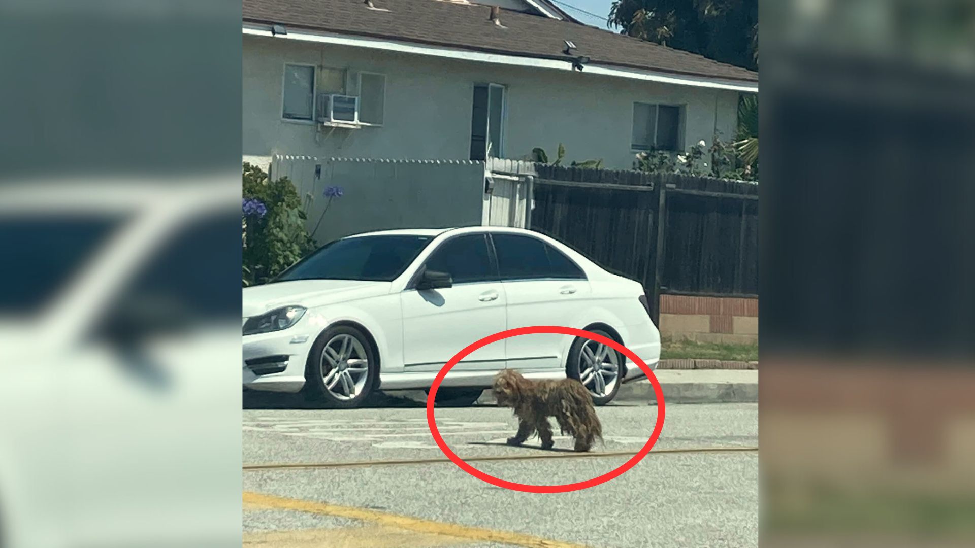 Rescuer Was Shocked To Find This Matted Puppy Hiding Under A Trailer So She Went To Help Him