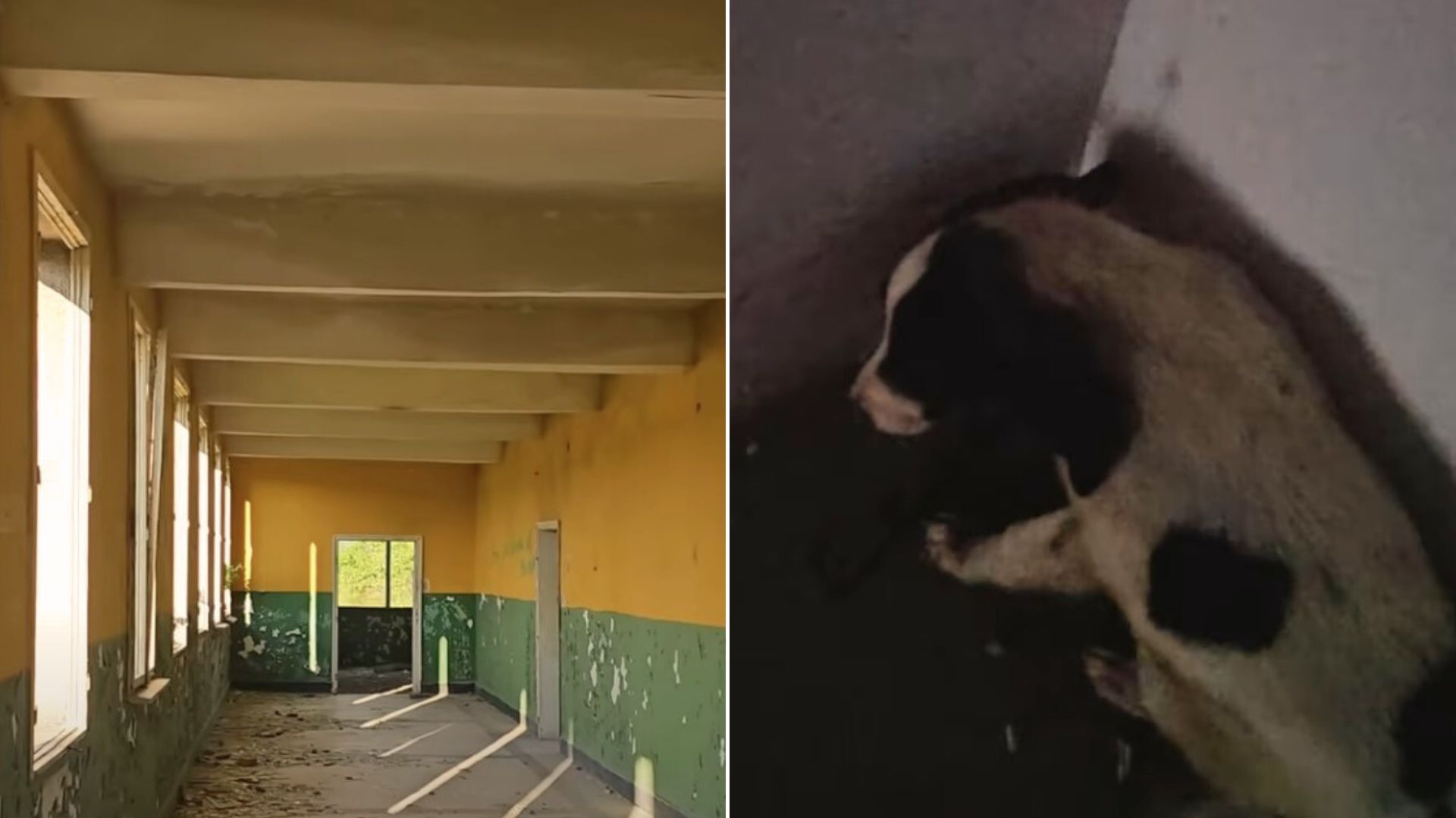 Rescuer Went To Rescue A Pack Of Puppies Dumped At An Abandoned Building But He Ended Up Being Too Late