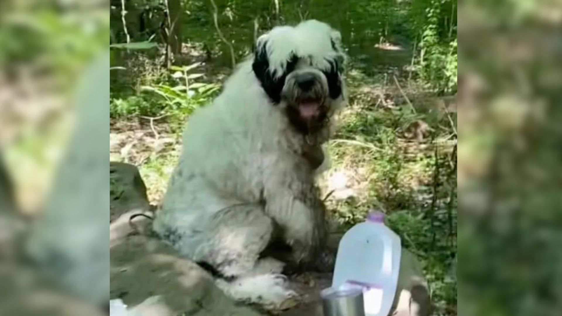 Rescuer Who Found An ‘Abandoned Dog’ In The Woods Was Shocked To Learn Her Story