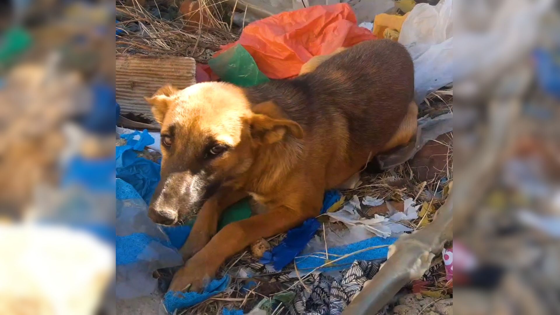 Rescuers Find A Dog Lying Motionless On A Garbage Dump After Being Abandoned There