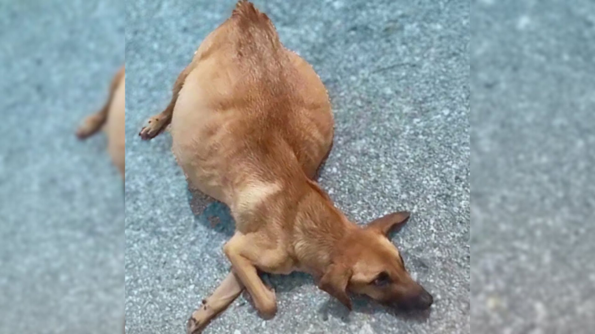 Sweet Dog With A Swollen Belly Was Cruelly Thrown From A Truck By Her Previous Owner