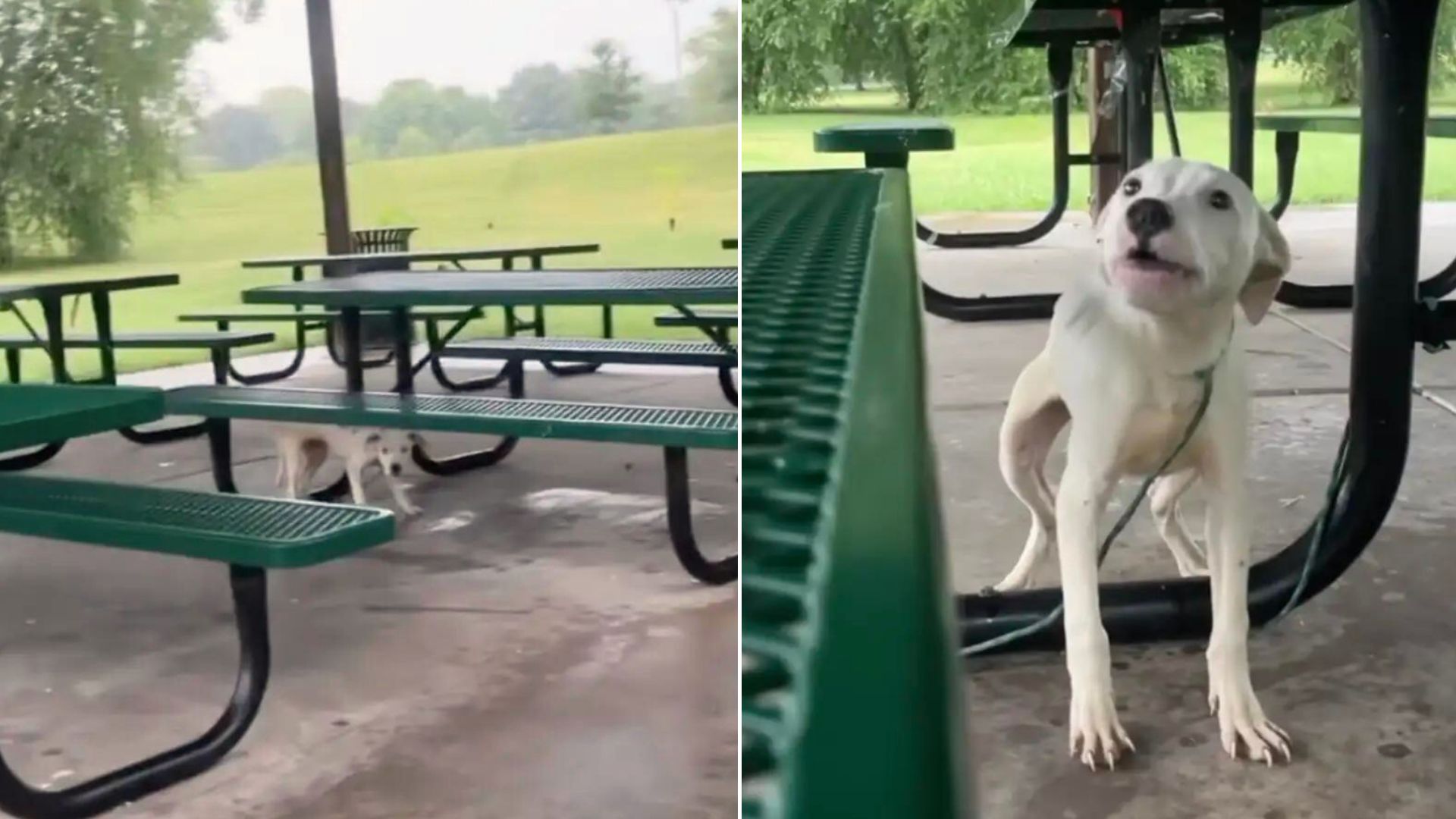 Rescuers Shocked When They See A Small, Helpless Creature Tied To A Picnic Table