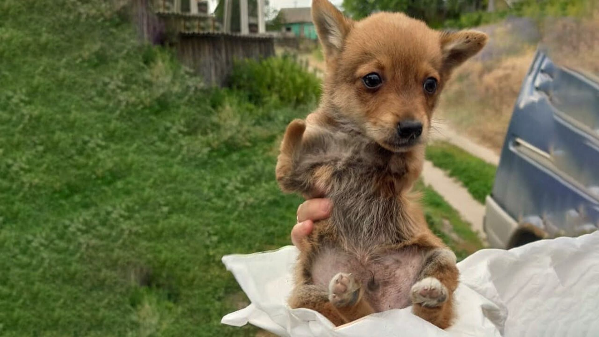 Rescuers Were Saddened To See This Puppy With No Legs In The Trash So They Went To Help