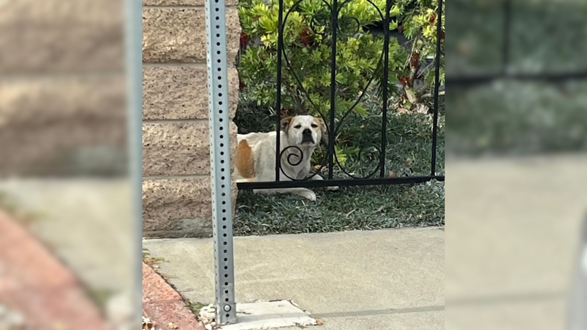 Rescuers Were Surprised To Find A Pregnant Dog Lying Near A Fence And They Rushed To Save Her