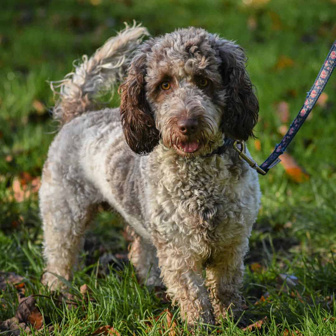 Roan Cockapoo