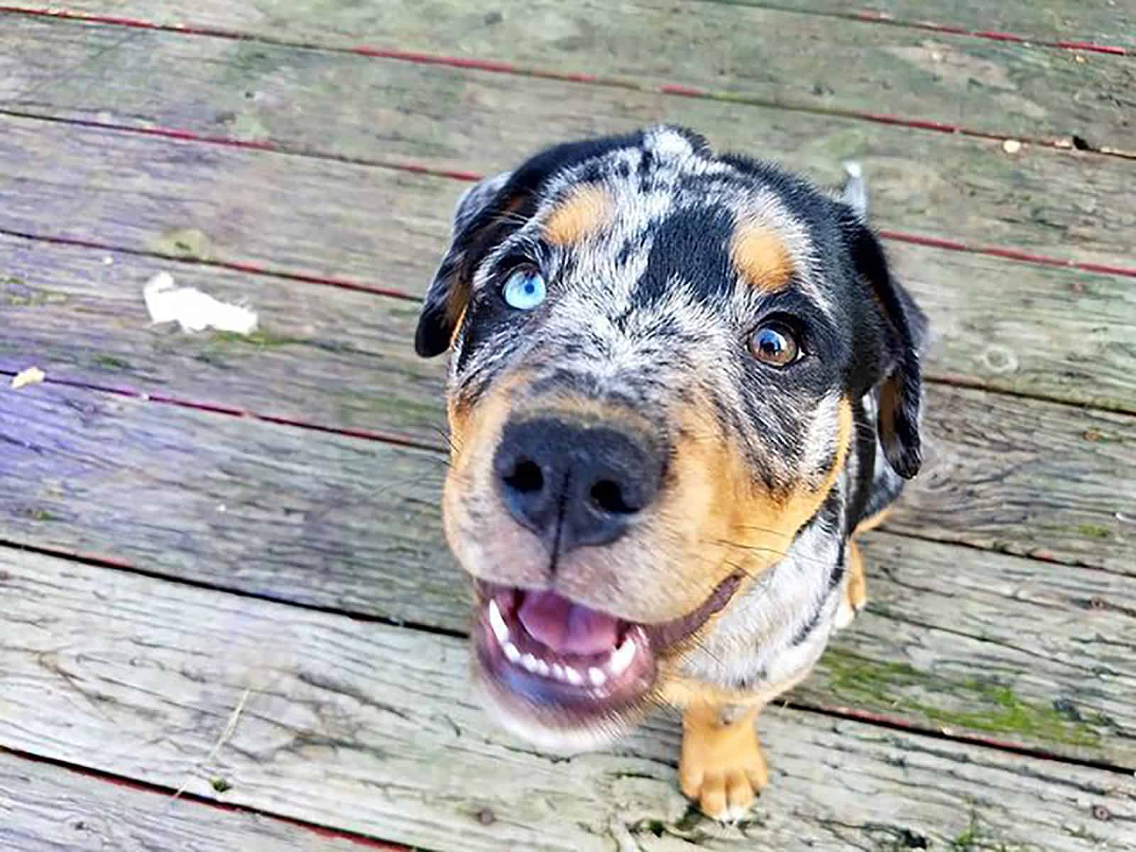 rotthoula dog sitting on wooden floor