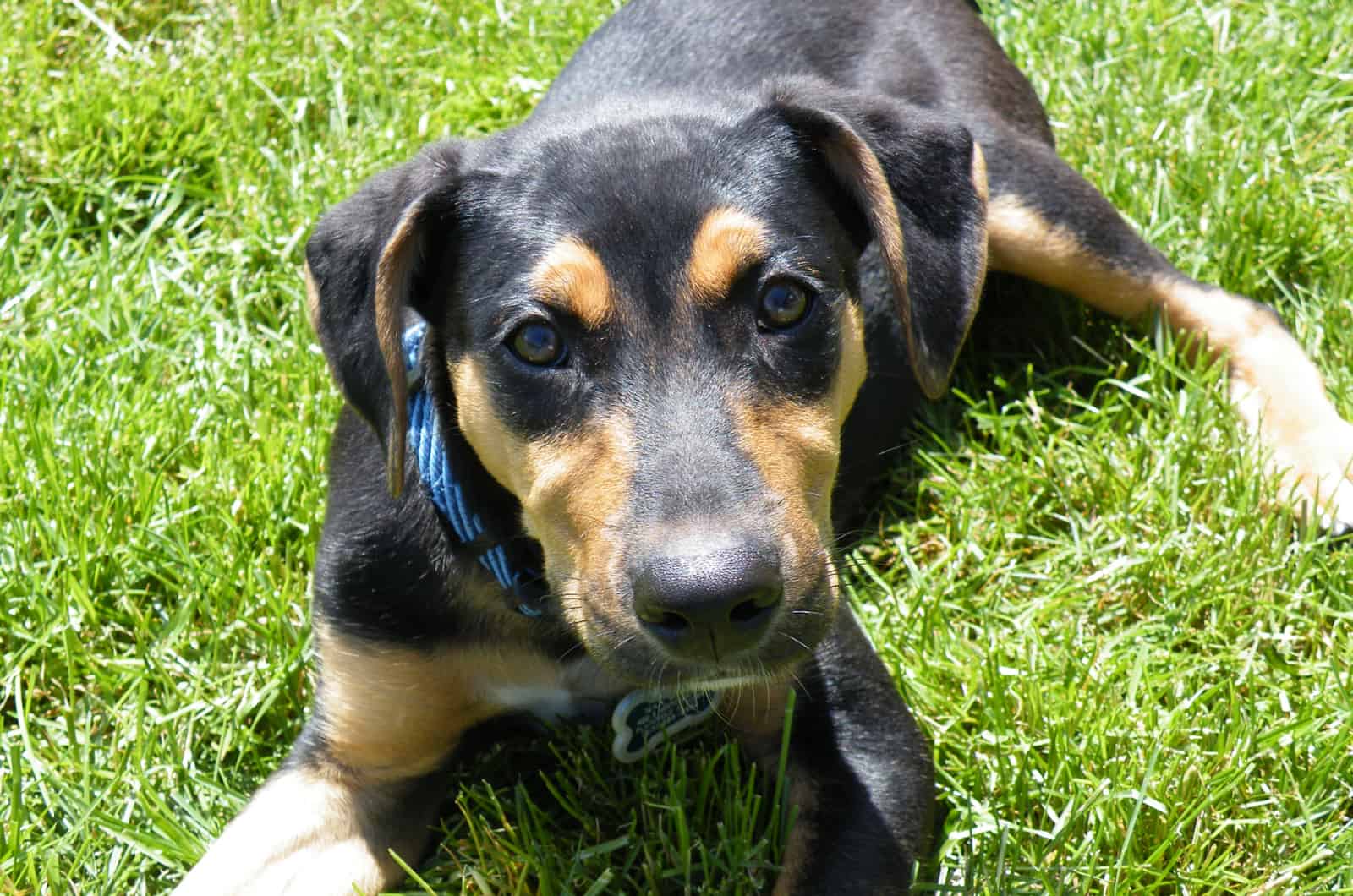 Rottie Shepherd puppy