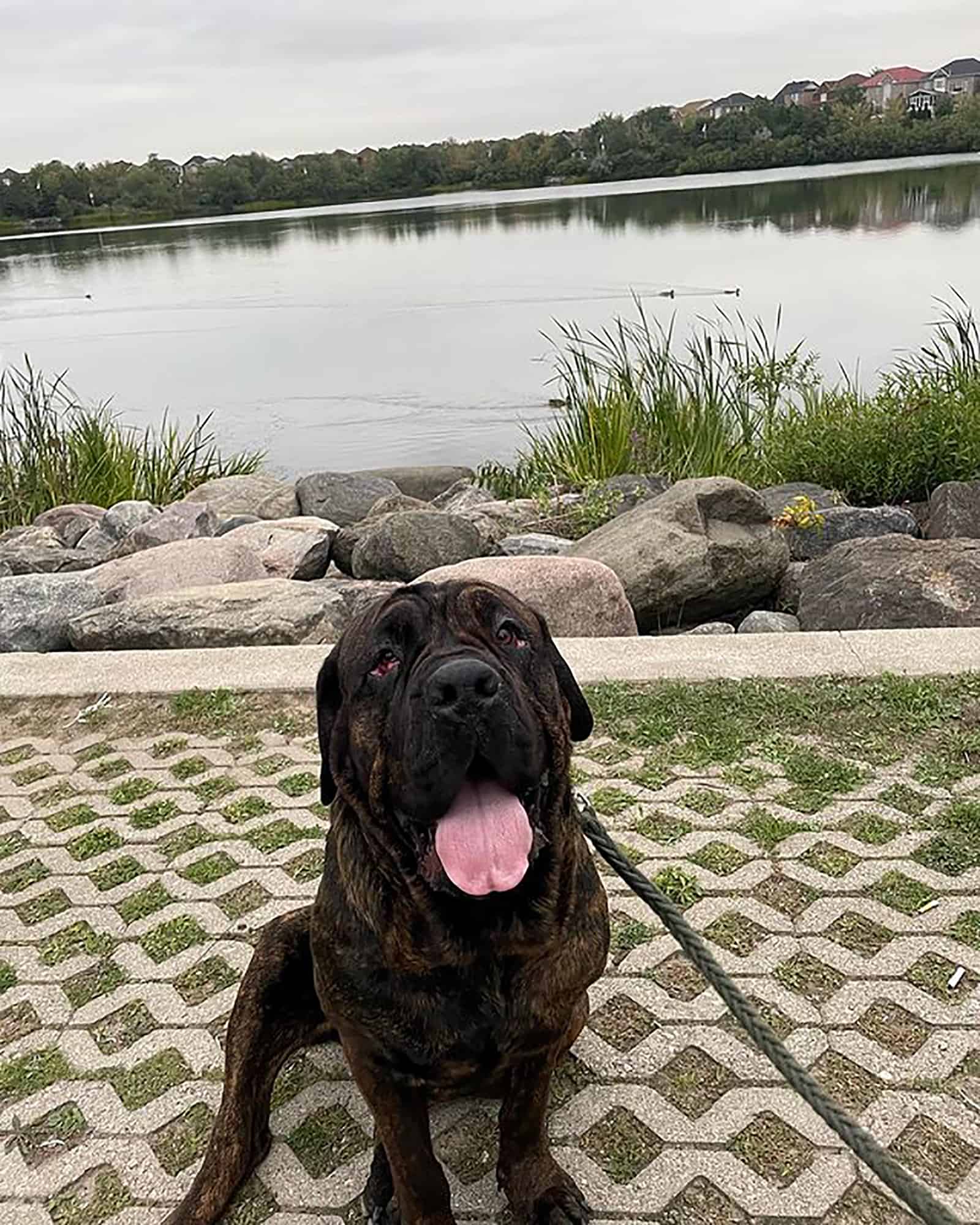 rottiecorso sitting near the lake