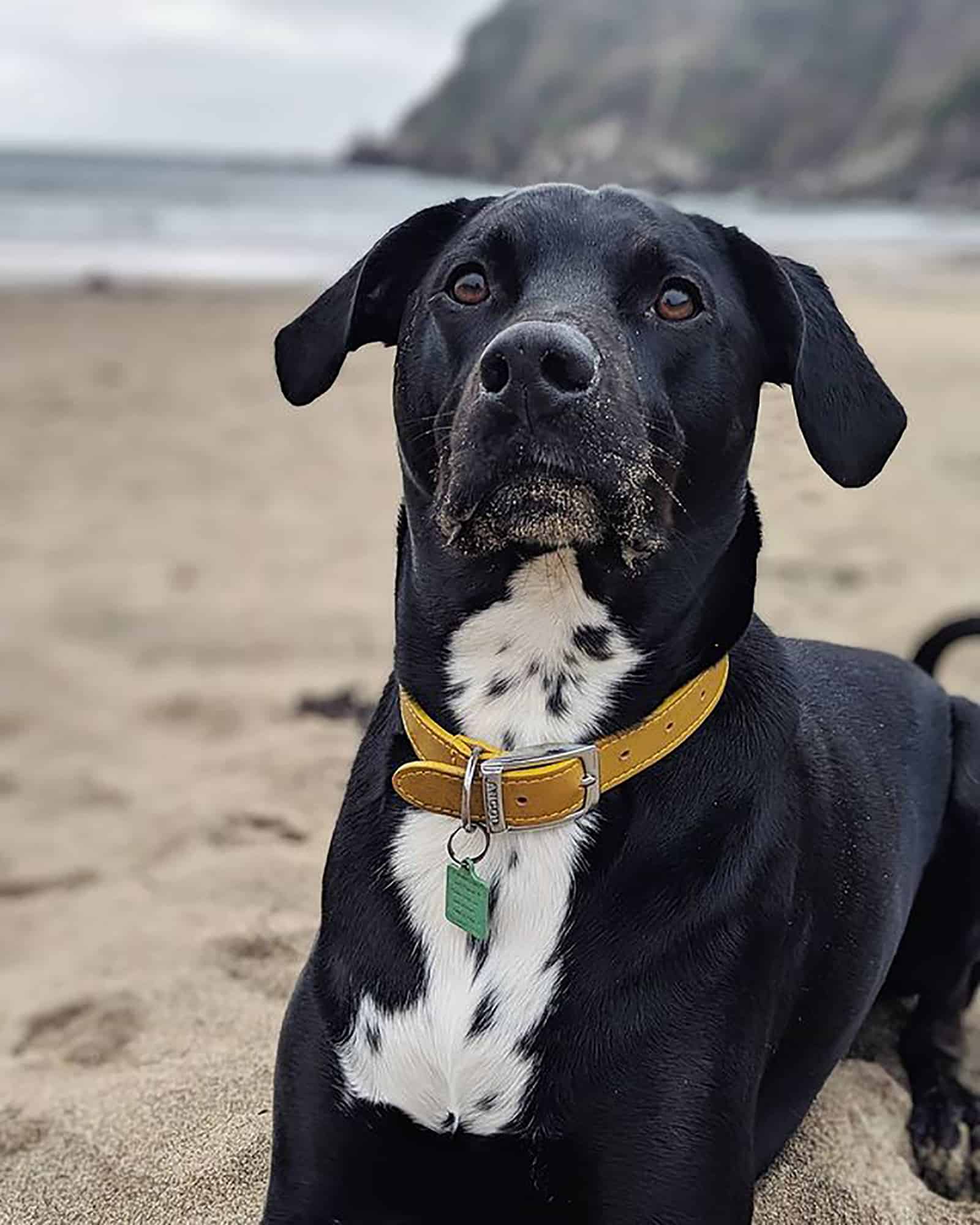 rottmatian mix dog on the beach