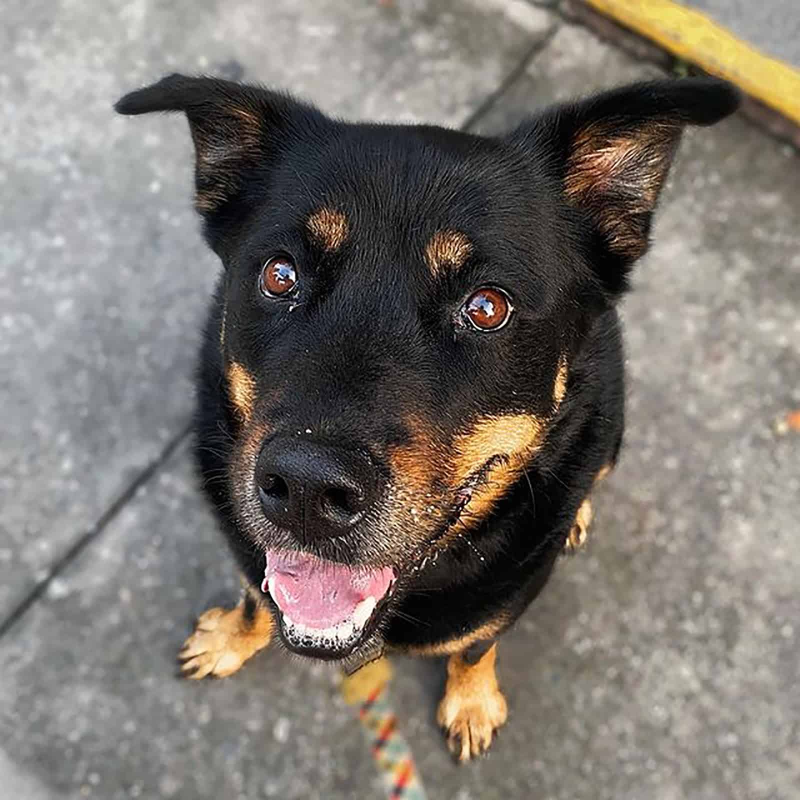 rottsky mix dog looking into camera