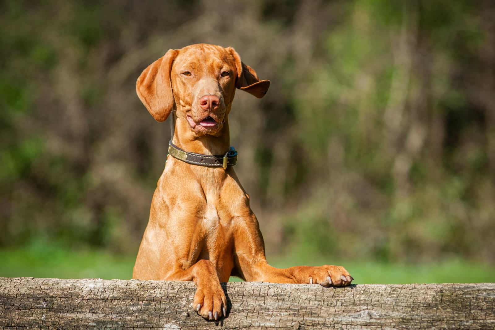 Rust Vizsla outdoor