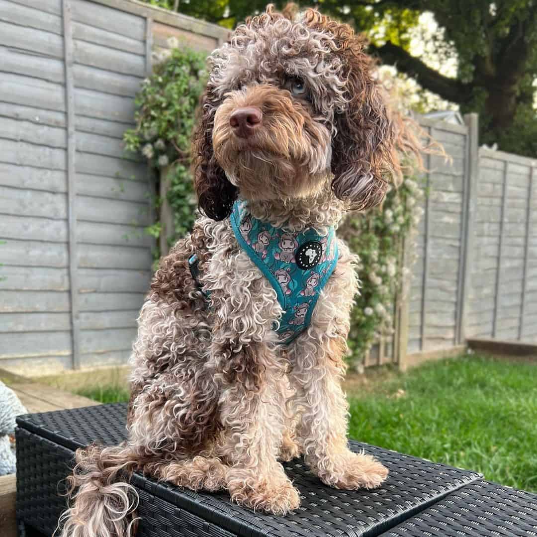 Sable Cockapoo