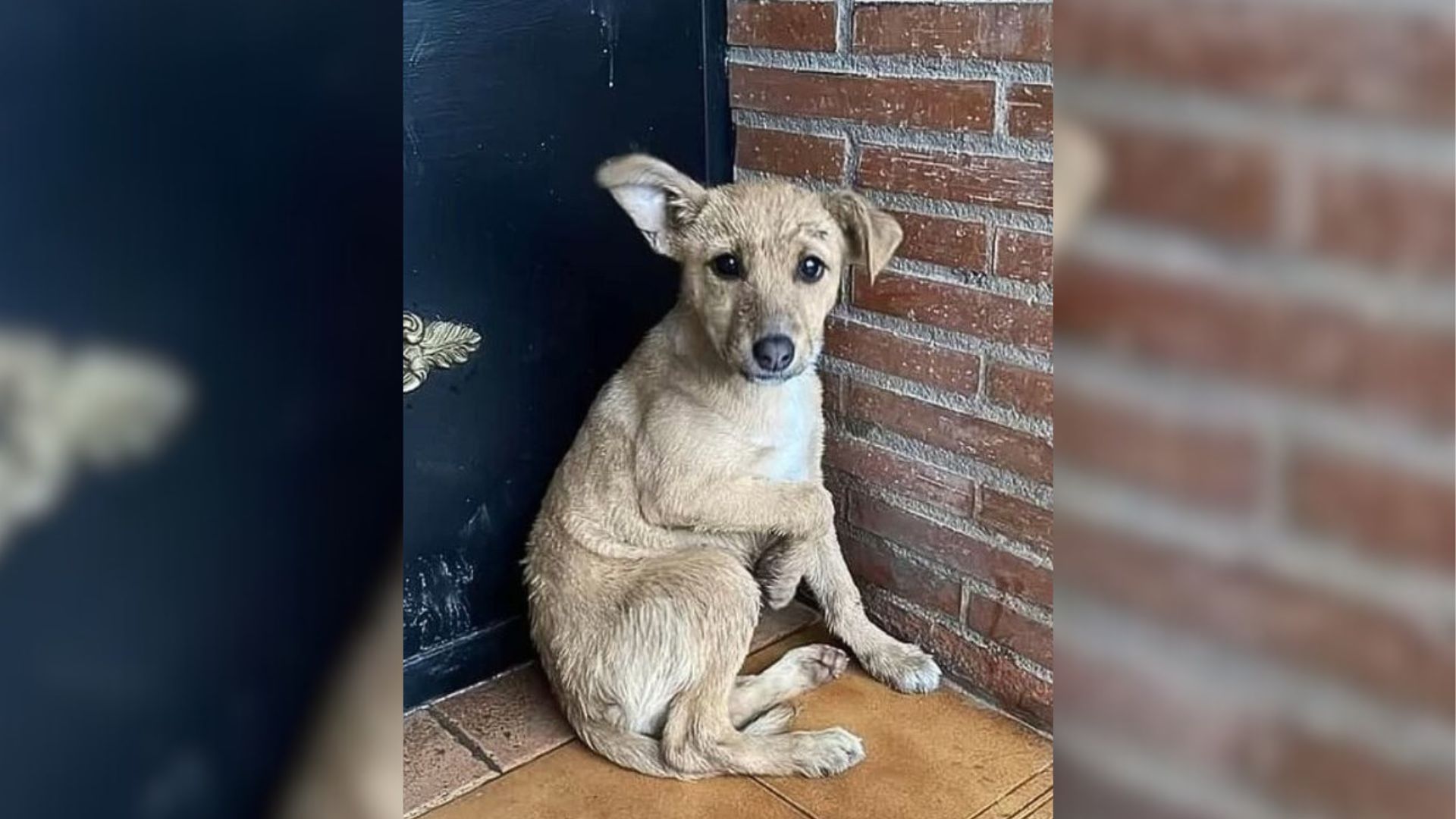 Sad Abandoned Pup Curled Up In Front Of Her Owner’s Door, Hoping That They Would Let Her In