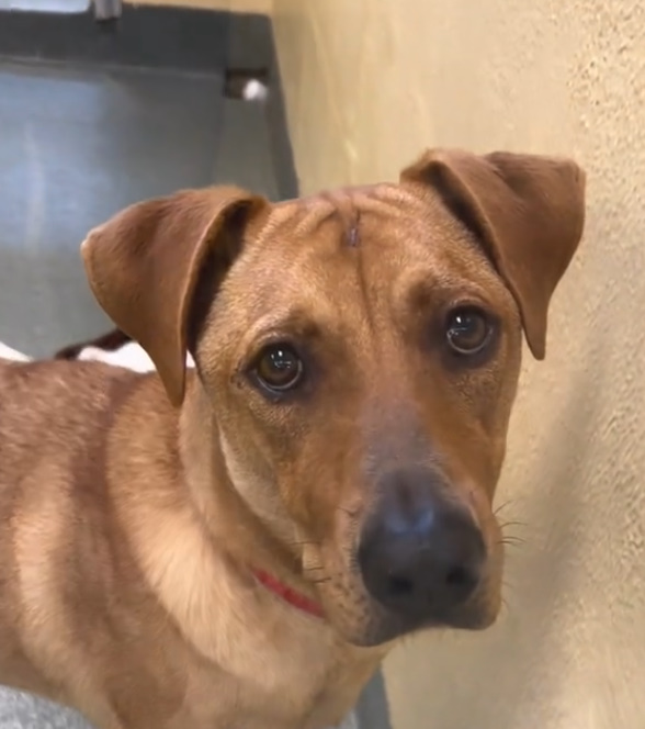 sad brown dog in a shelter