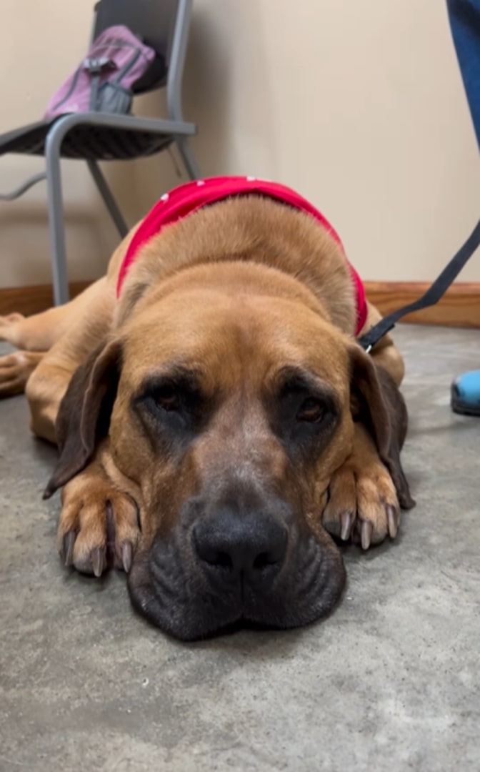 sad dog lies on the floor and looks at the camera