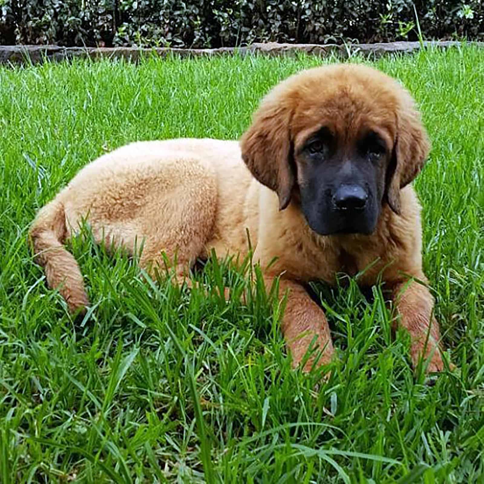 saint weiler lying in the grass