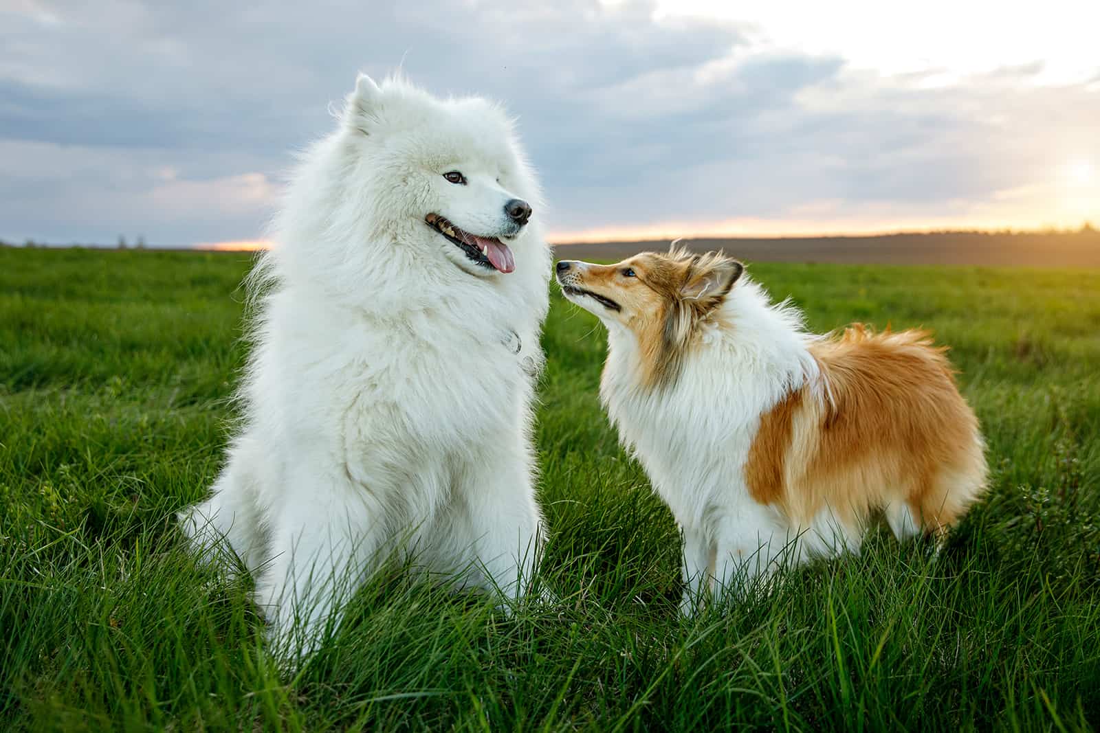 samosheltie