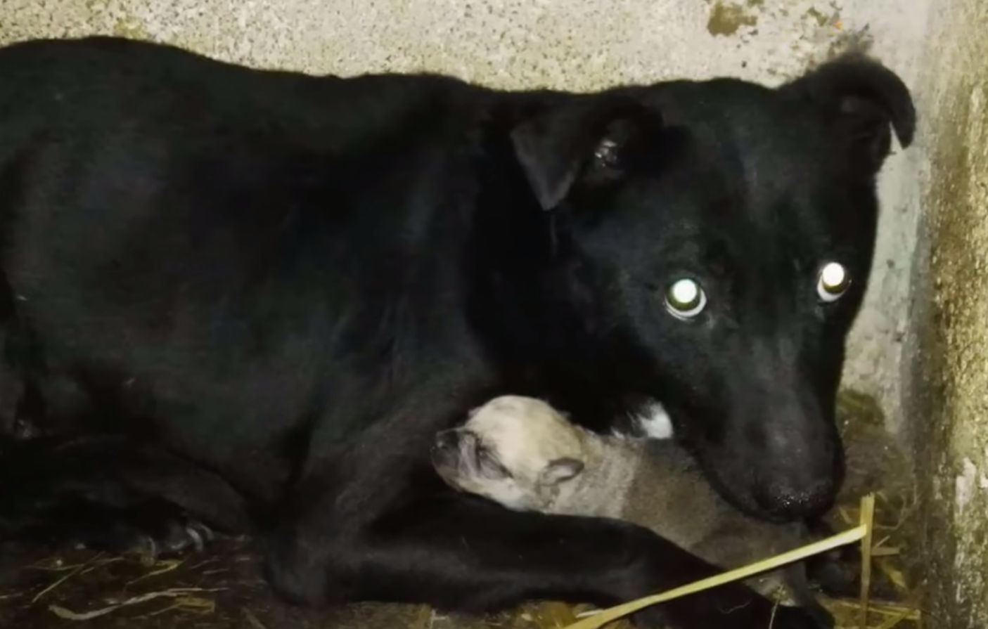 scared black dog and puppy