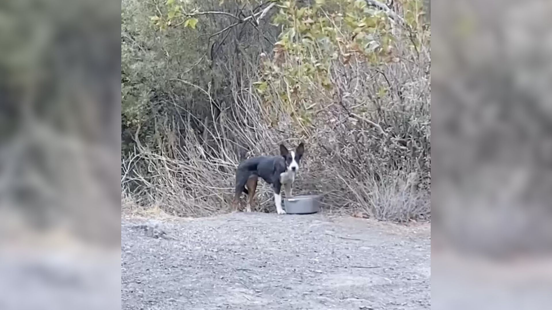 Scared Dog Found Abandoned Deep In The Forest Is Now The Happiest Pup