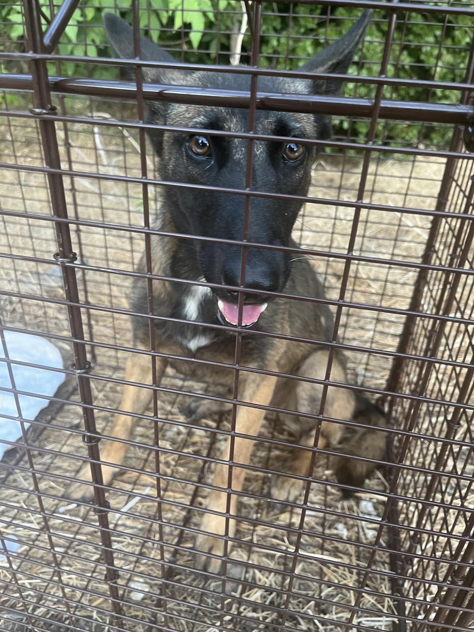 scared dog in a cage