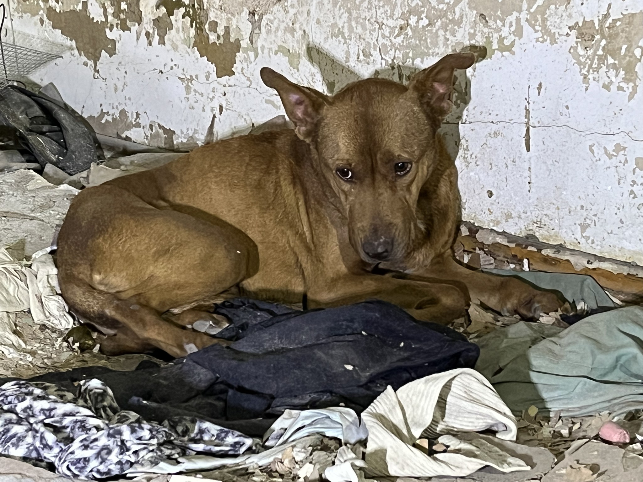 scared dog lying down on rubble