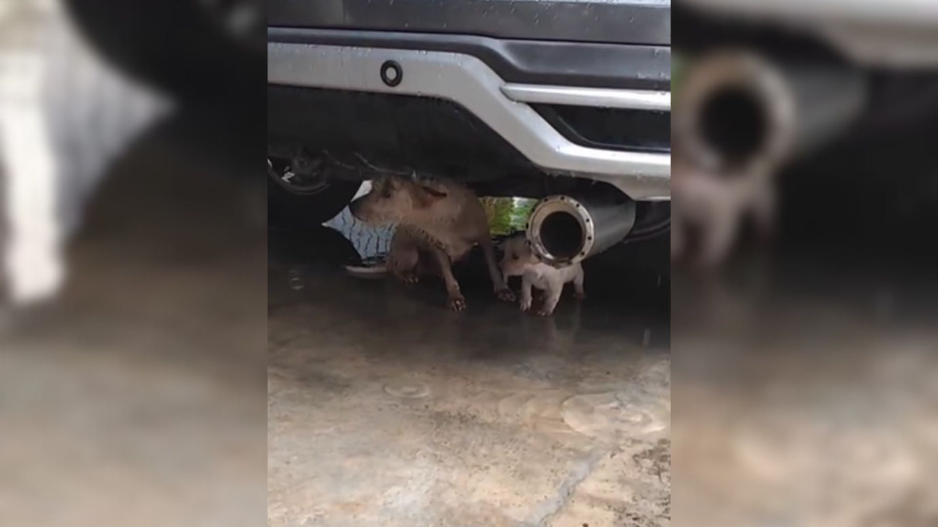 Scared Mom Dog Hiding From The Rain Under A Car Begs Rescuer Not To Hurt Her Puppy