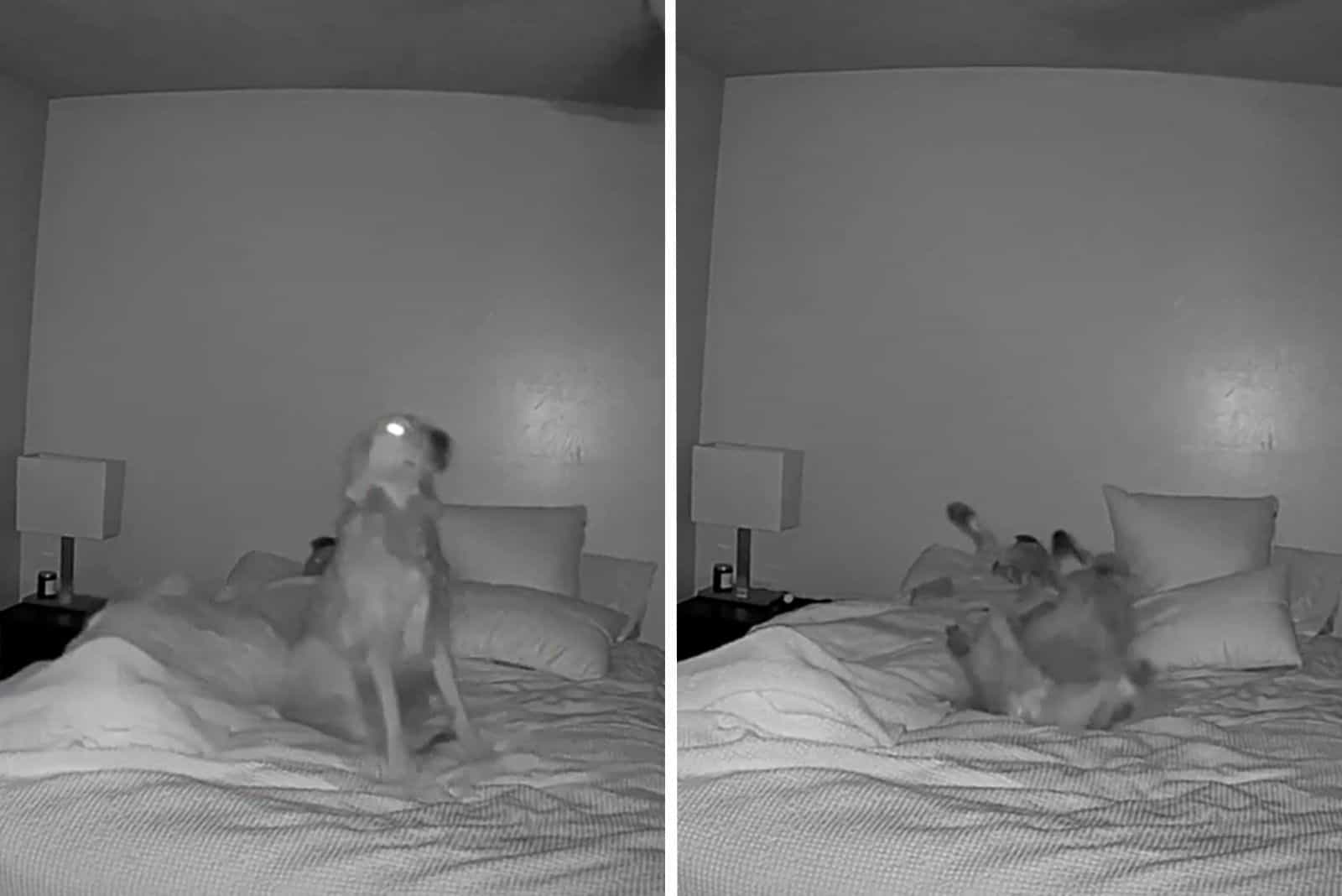 Owner Was Shocked By What He Saw After He Placed A Camera In The Room To Monitor His Dog